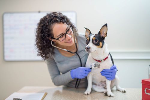 vet listening to dog heartbeat