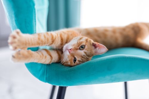 cat stretched out on a blue chair