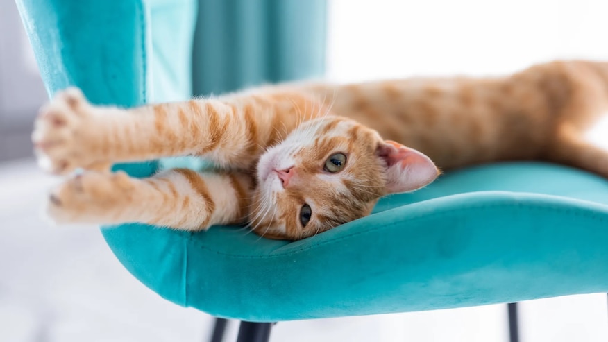 cat stretched out on a blue chair