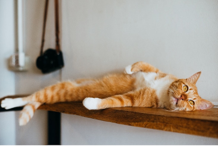 cat lying on table