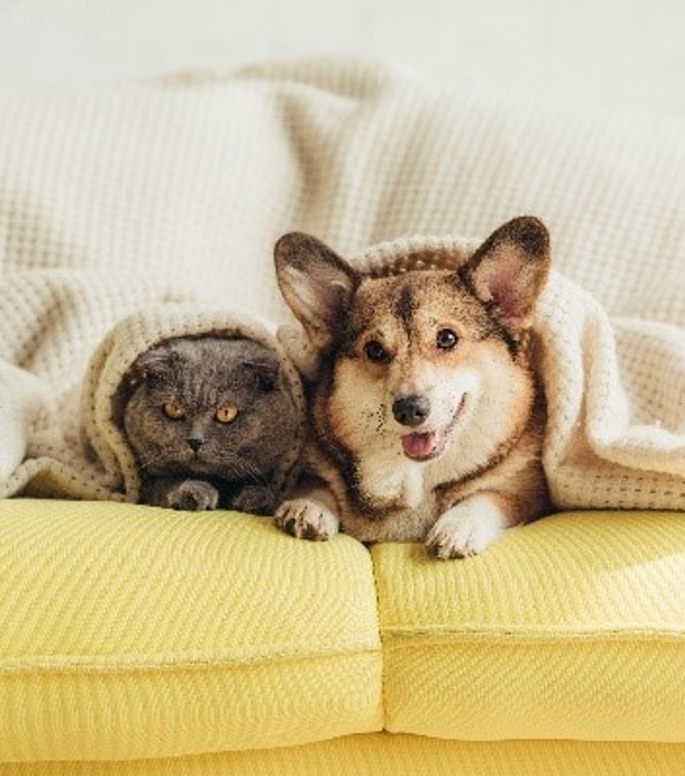 cat and dog sitting on couch