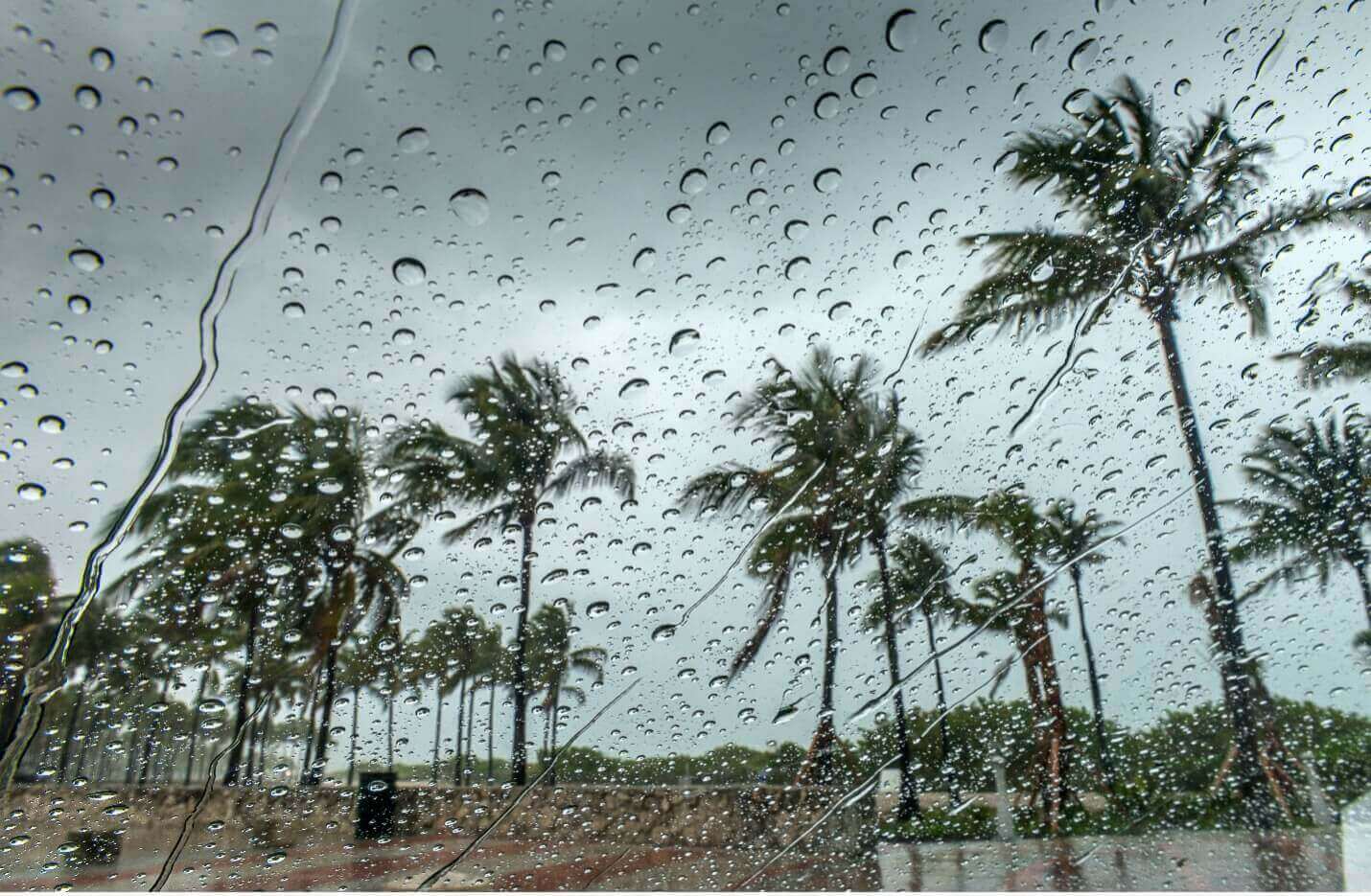 rain on window with view of palm trees