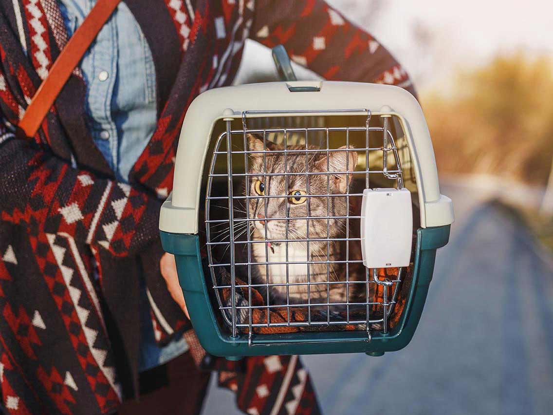 Cat with her owner going to their new home in her carrier