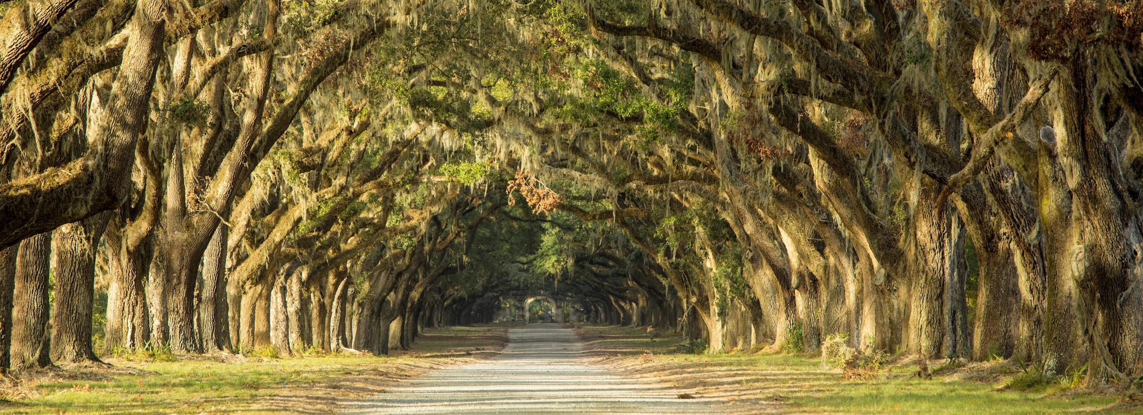 Scenic dirt road beneath arching oak trees draped in Spanish moss, forming a tunnel canopy.