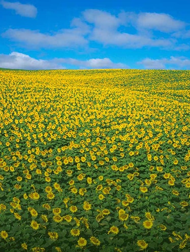 Kansas meadow on a sunny summer day