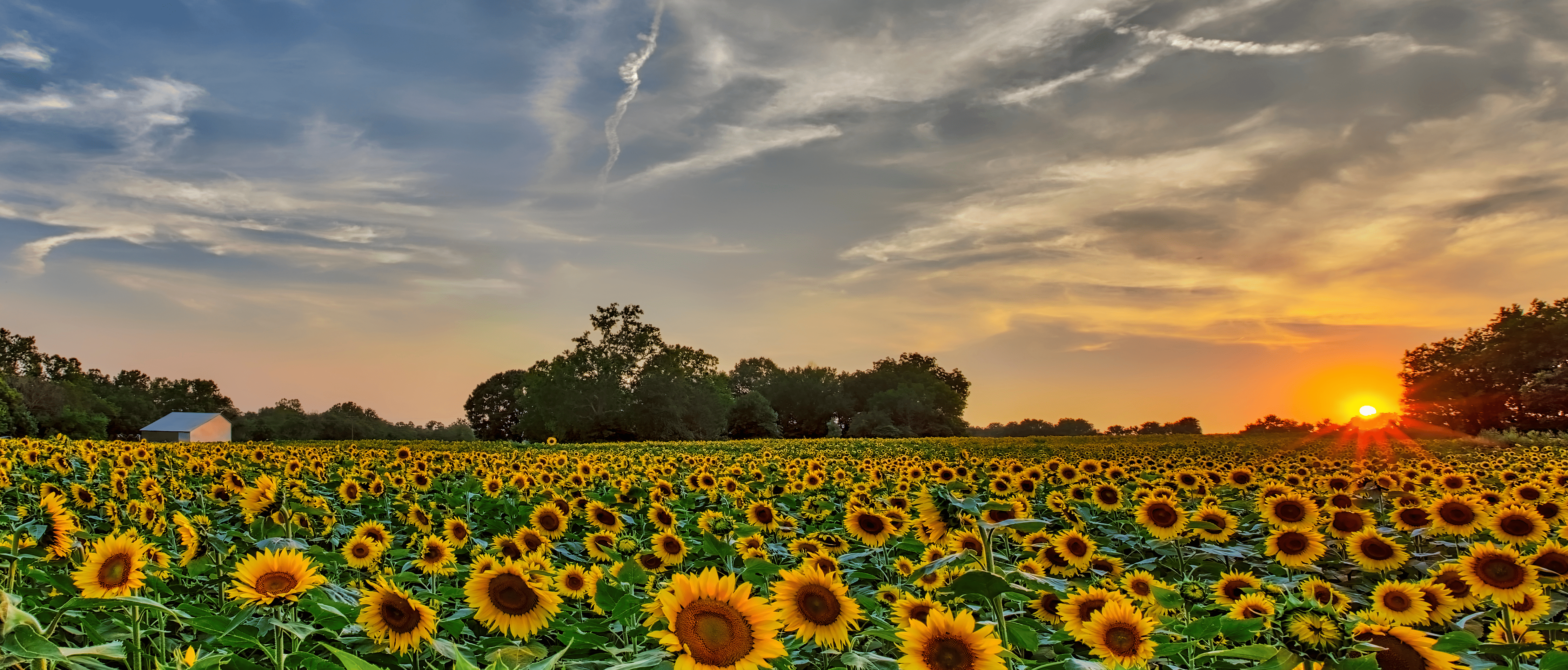 Kansas meadow on a sunny summer day