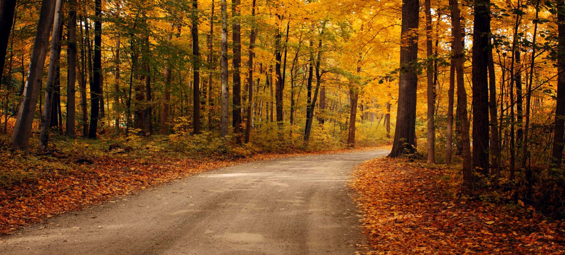 Road that is going through the autumn woods