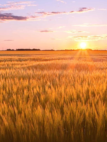 North Dakota field at sunset
