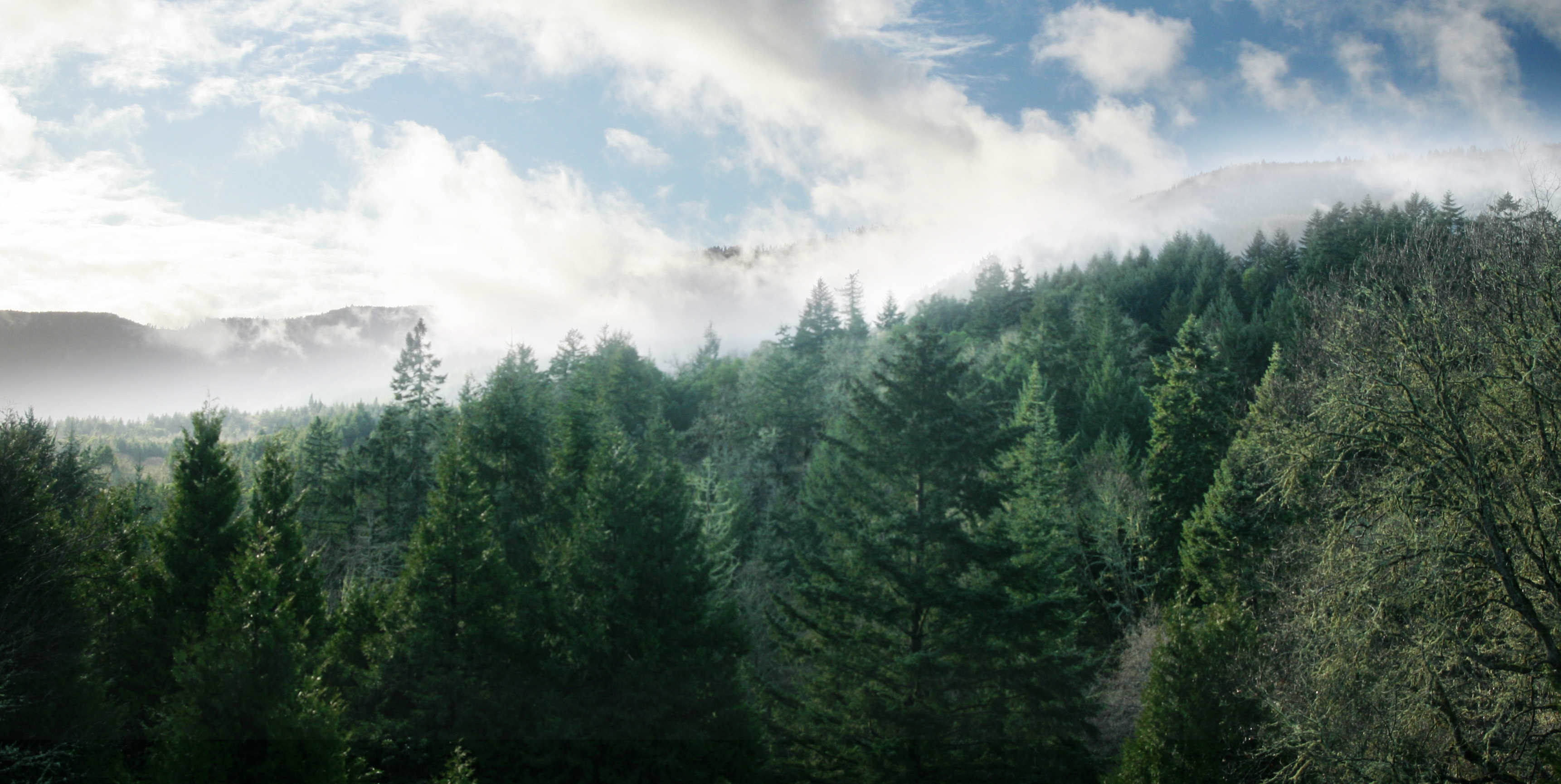 View of lush green evergreen trees in Oregon