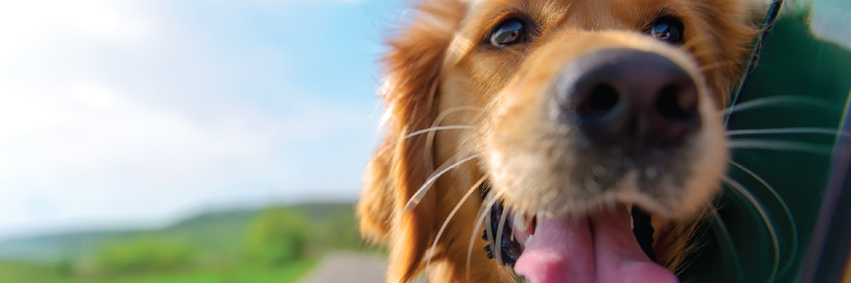 travel with pets travel with pets