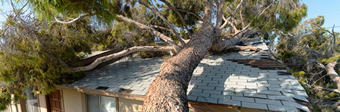 Tree severely damages a house.