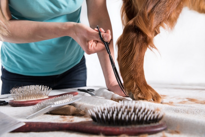 A brown dog is getting his leg groomed by a groomer.