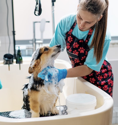 A groomer is giving a small brown dog a bath.
