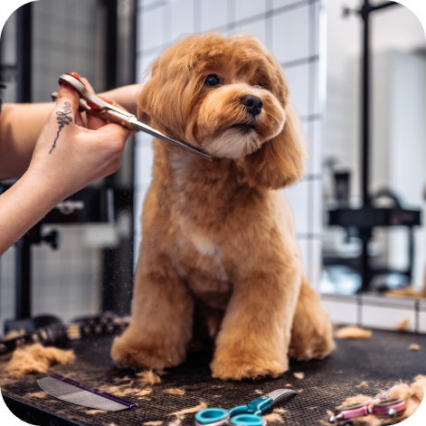 A small brown dog sitting on a table getting a haircut.