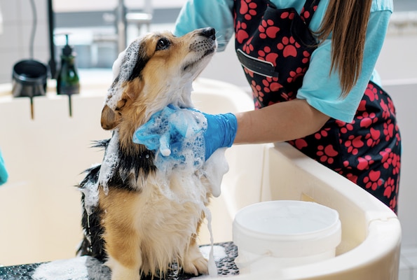 A groomer is giving a small brown dog a bath.