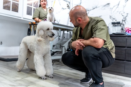 A pet groomer is looking at a white dog.