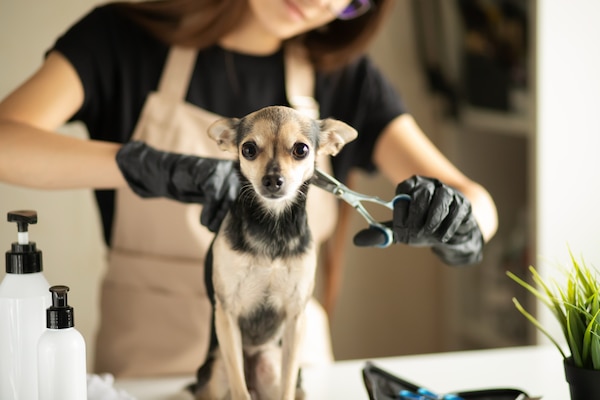 A groomer trimming a small dog on a grooming table.